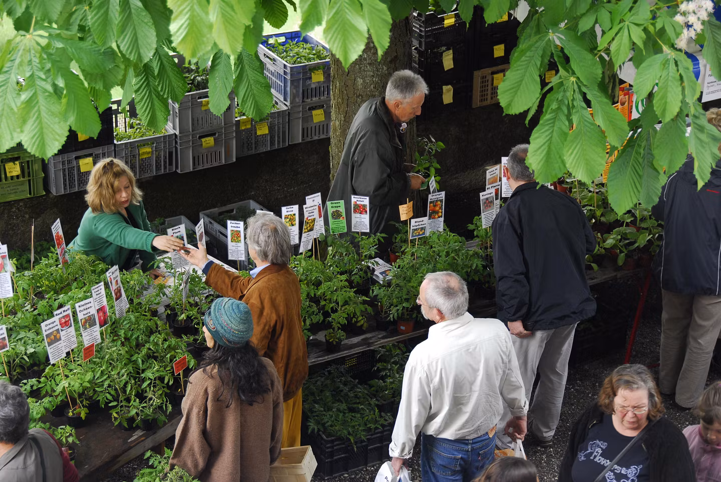Marktstand mit Setzlingen am Setzlingsmarkt von ProSpecieRara auf Schloss Wildegg