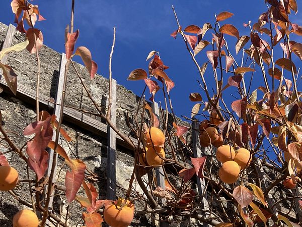 Kaki-Pflanzen mit Früchten im Garten von Schloss Wildegg.