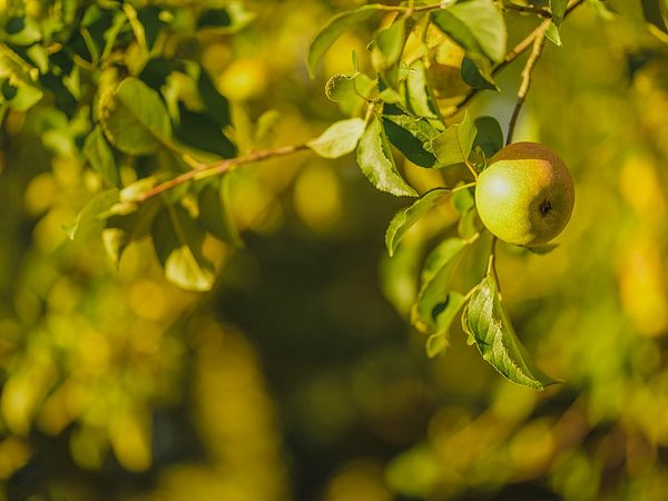 Ausschnitt eines Obstbaums mit grünen Blättern und einem grünem Apfel
