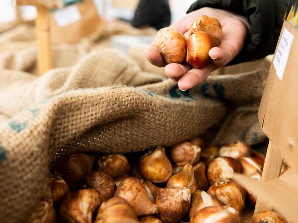 Eine Hand hält Tulpenzwiebeln aus einem Sack, auf dem Tulpenzwiebeln- und Genussmarkt auf Schloss Wildegg.