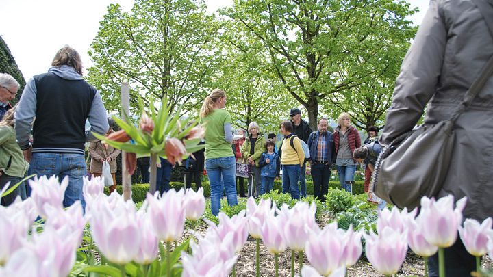 Eine Gruppe Menschen steht in einem Garten, im Vordergrund Tulpen