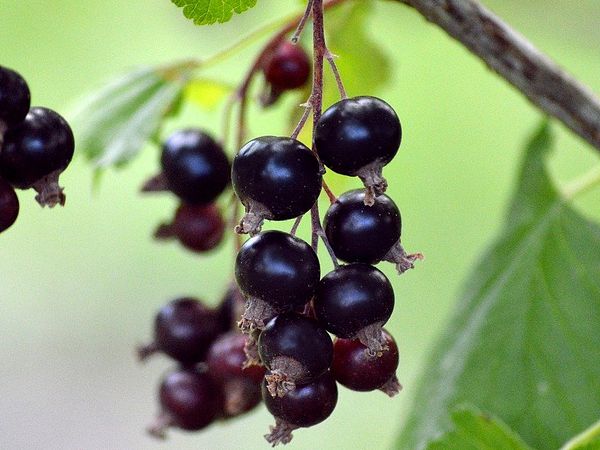 Bildausschnitt von einem schwarzen Johannisbeerstrauch. 