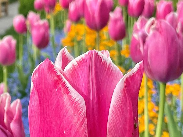 Tulpen im Garten von Schloss Wildegg.