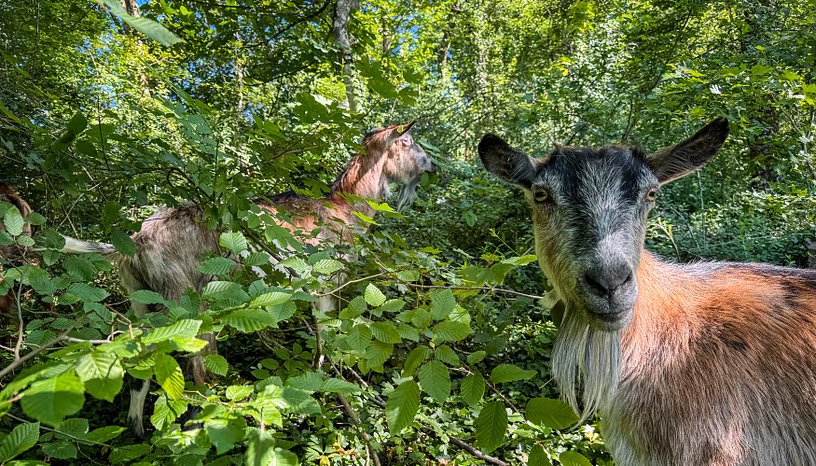 Zwei Geissen auf einer Waldweide im Museumswald oberhalb von Schloss Wildegg 