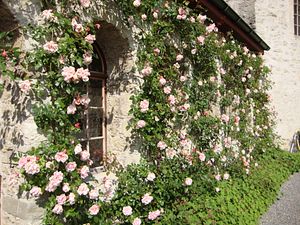 Rosengarten von Schloss Lenzburg