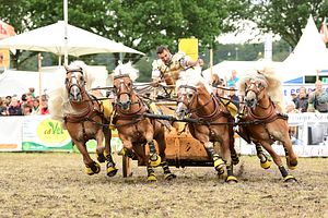 Römertag Vindonissa vom 12. Juni 2022: Wagenrennen