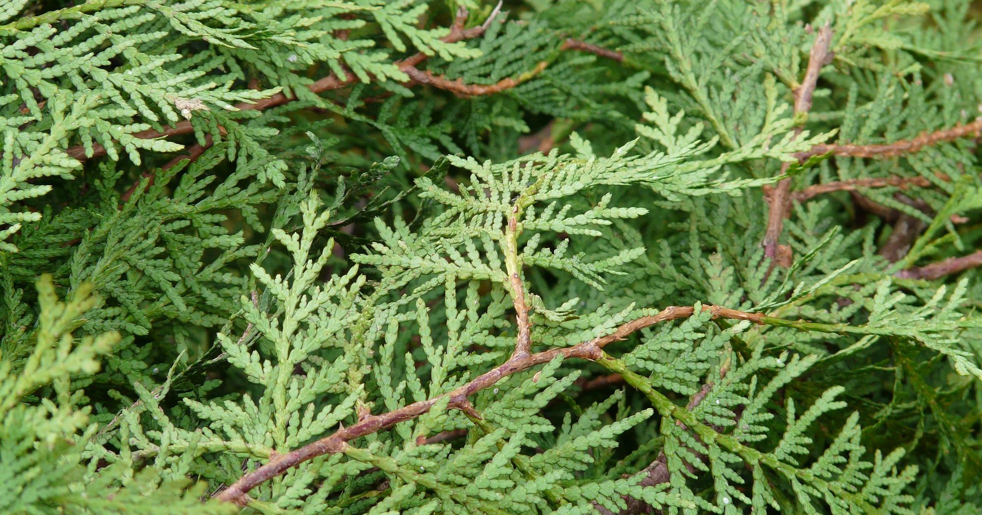 Thuja richtig pflegen: Brandgefahr, Schdlinge und hufige Fehler - Museum  Aargau
