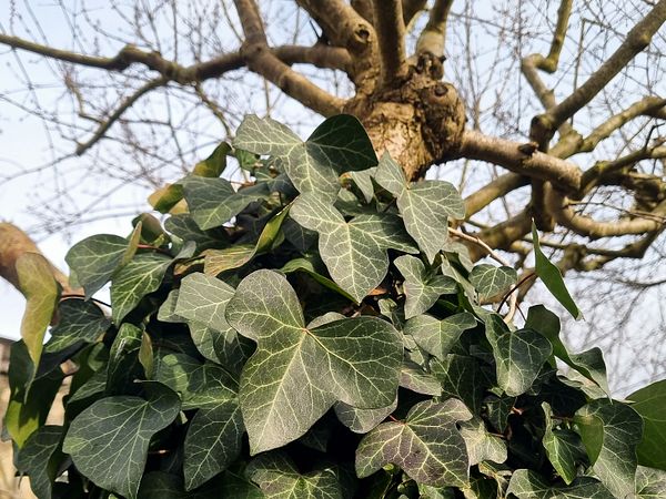 Ein Baum mit Efeu auf Schloss Wildegg.