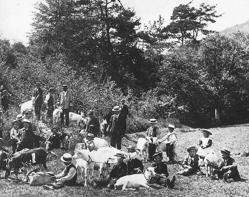 Eine Menschenmenge mit Tieren in einer Waldlichtung. Historische schwarz-weiss-Aufnahme.