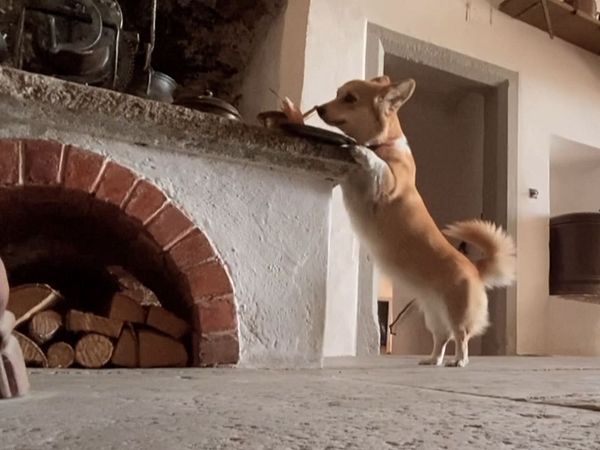 Hund auf Schloss Wildegg, der auf den Hinterbeinen steht und die Vorderbeine auf einem Kamin abstützt.