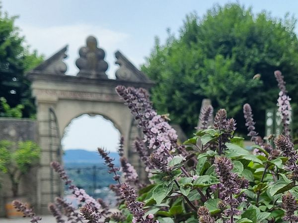 Basilikumpflanze im Wildegger Schlosshof.
