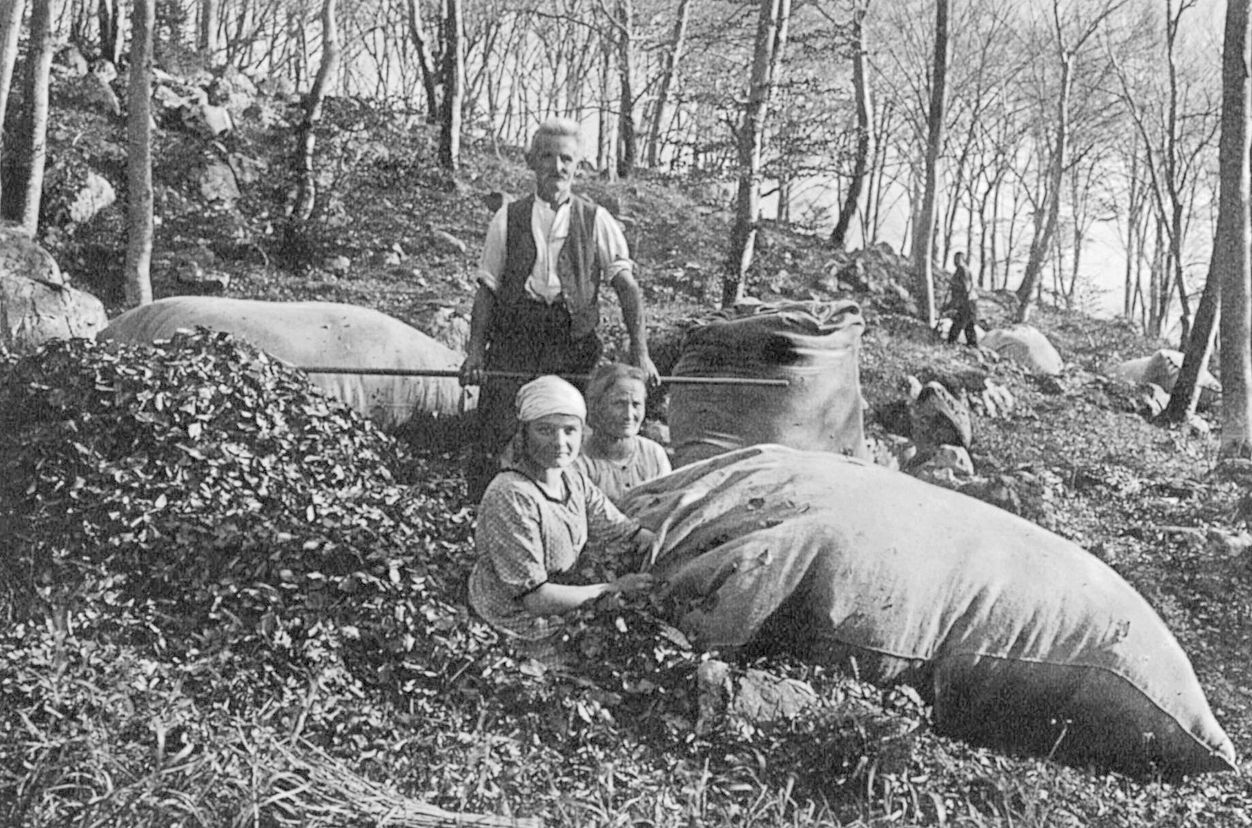 Historische Aufnahme in schwarz-weiss: Eine Gruppe Menschen mit Ross und Wagen, beladen mit Laubsäcken in einem Wald