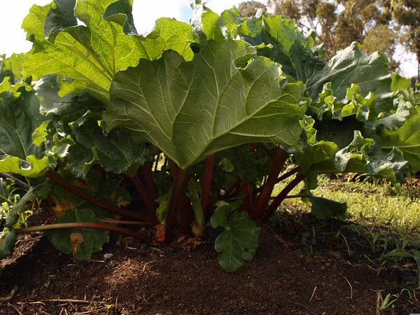 Eine Rhabarberpflanze im Garten mit grossen Blättern.