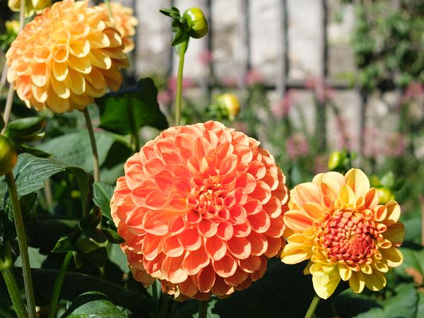 Orange und gelbe Dahlien im Garten. Im Hintergrund sieht man eine Mauer mit einem Gitter.