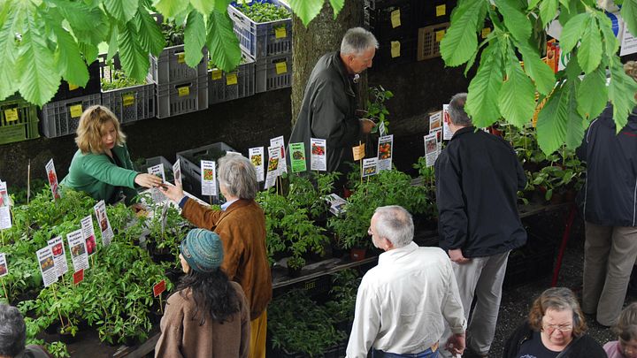 Marktstand mit Setzlingen am Setzlingsmarkt von ProSpecieRara auf Schloss Wildegg