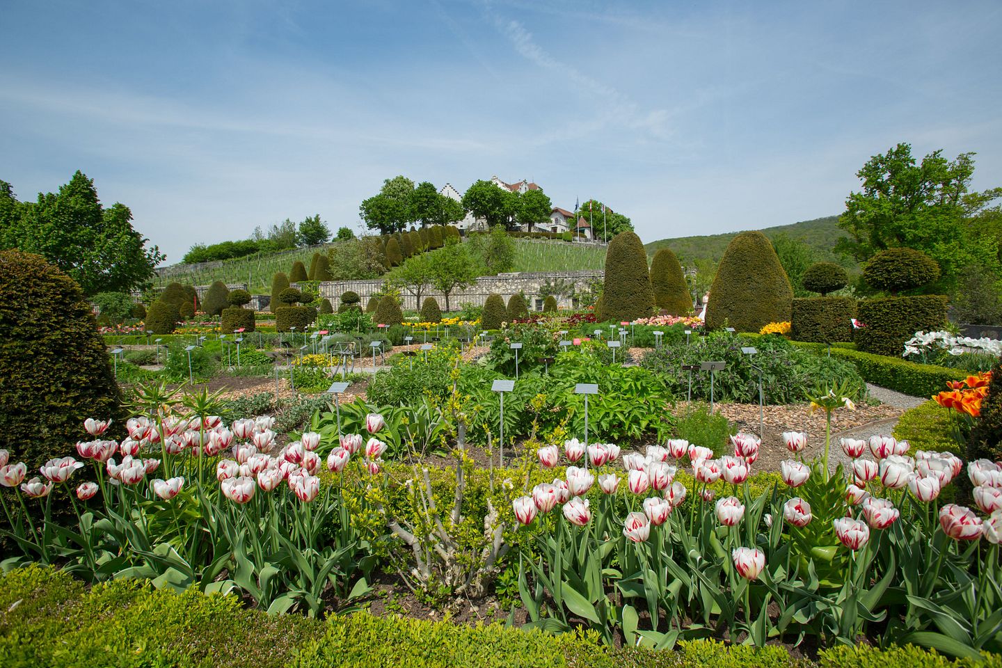 Aufnahme von dem Kräutergarten auf Schloss Wildegg