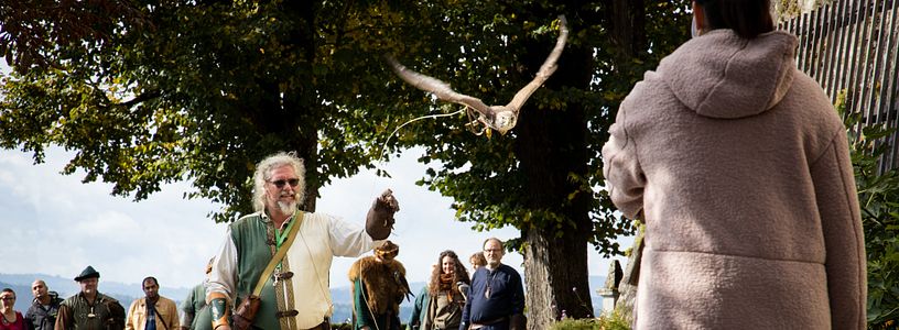 Ein Falkner in historischer Kleidung. Er lässt auf Schloss Wildegg einen Greifvogel fliegen
