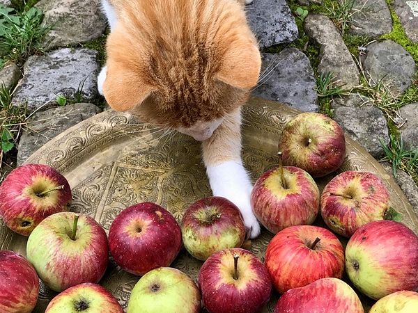 Eine Katze begutachtet einen Teller mit Äpfeln.