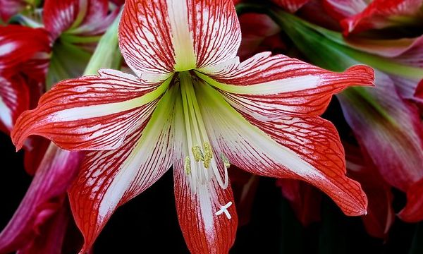 Blüten eines Amaryllis (Hippeastrum Correiense)