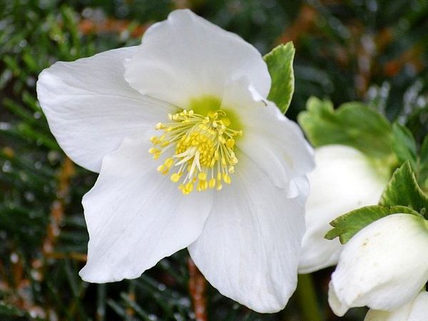 Christrose