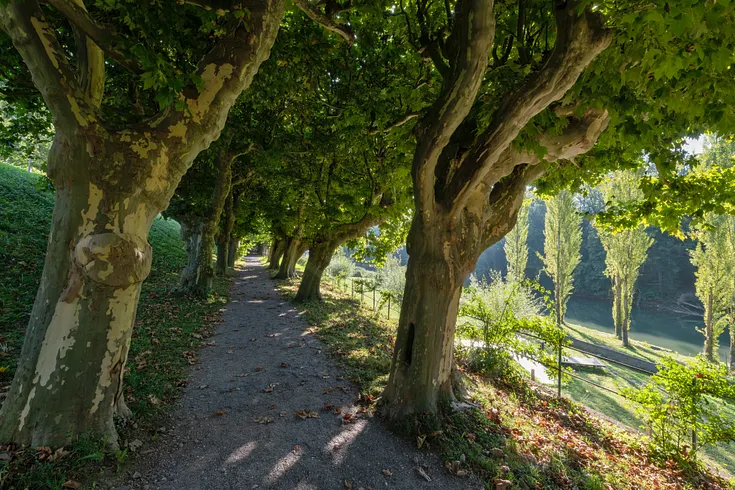 Blick in die idyllische Platanenallee an der Limmat auf der Klosterhalbinsel Wettingen.