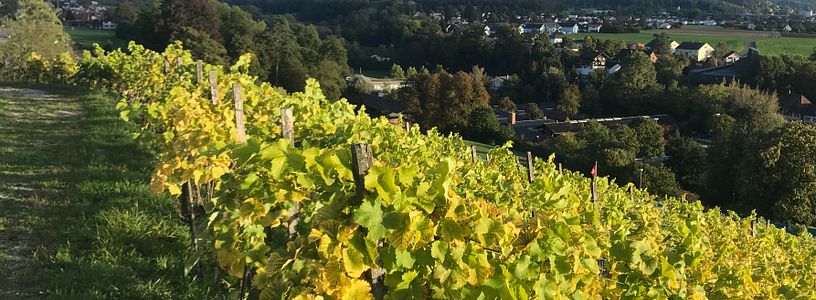 Rebberg Schloss Wildegg in goldenem Herbstlicht