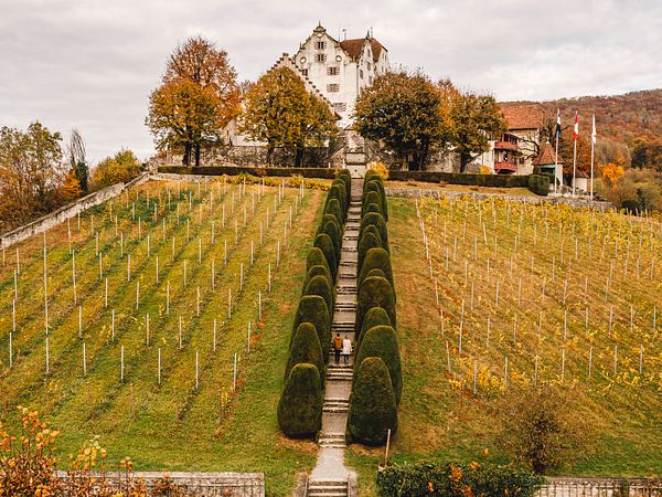 Die Domäne Schloss Wildegg im Herbst. Das Schloss steht auf einem Hügel. Im Vordergrund sind Bäume und Weinberge zu sehen. 