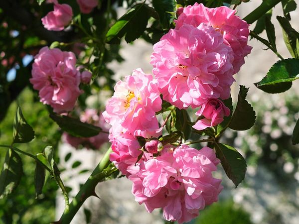 Rosenstrauch im Rosengarten von Schloss Wildegg