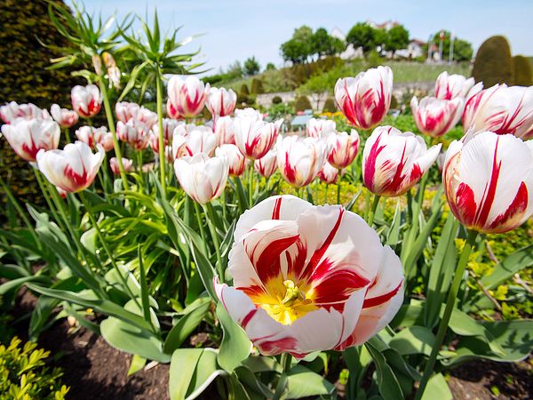 Tulpen im Garten von Schloss Wildegg