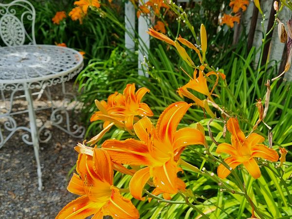 Taglilien im Garten von Schloss Wildegg