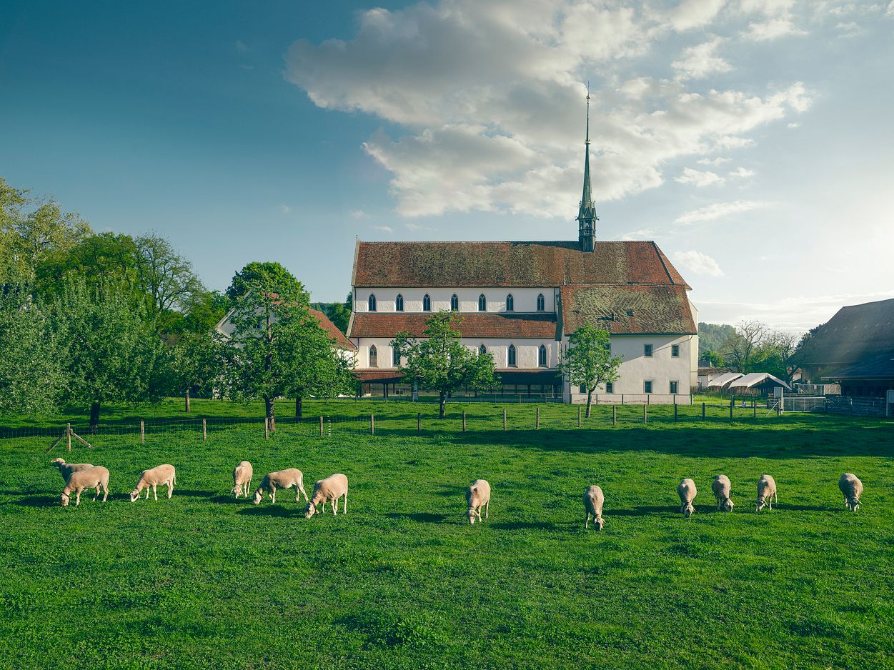 Aussenansicht Kloster Königsfelden; im Vordergrund eine grüne Wiese mit Schafen; Sonnig blauer Himmel mit wenigen Wolken