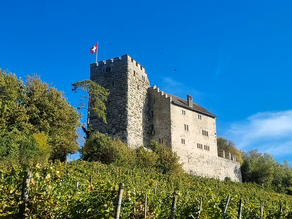Aussenaufnahme Schloss Habsburg, im Vordergrund Reben im Rebberg