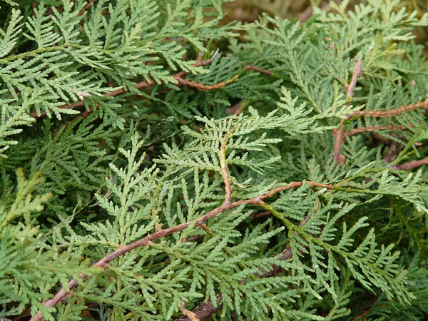 Thuja-Pflanze im Freien