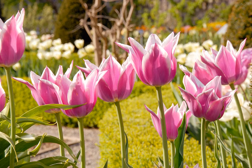 Nahaufnahme von violetten Tulpen im Garten von Schloss Wildegg