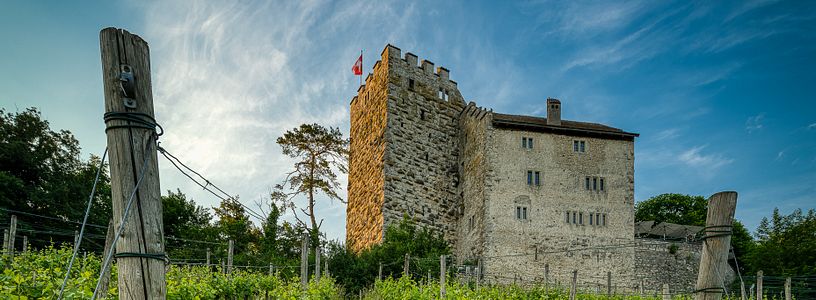 Aussenaufnahme Schloss Habsburg, im Vordergrund Reben im Rebberg
