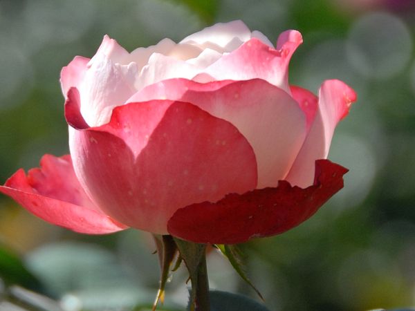 Nahaufnahme einer rosa Rose
