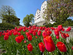 Tulpen im Garten von Schloss Wildegg