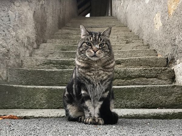 Schlosskater Leon vor der Treppe vom Rebhaus auf Schloss Wildegg.