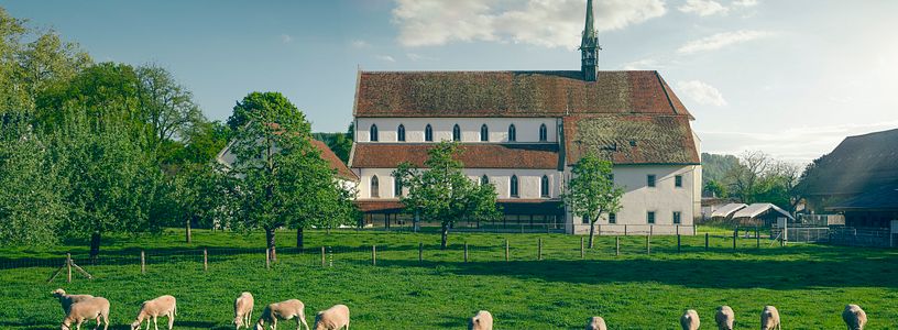 Aussenansicht Kloster Königsfelden, im Vordergrund eine grüne Wiese mit Schafen
