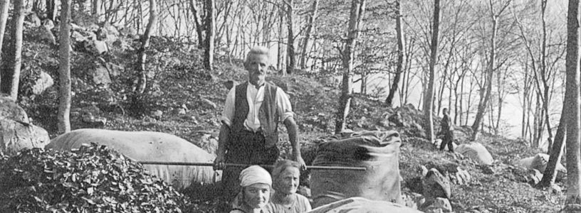 Historische Aufnahme in schwarz-weiss: Eine Gruppe Menschen mit Ross und Wagen, beladen mit Laubsäcken in einem Wald