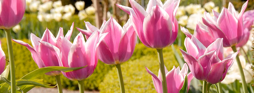 Nahaufnahme von violetten Tulpen im Garten von Schloss Wildegg