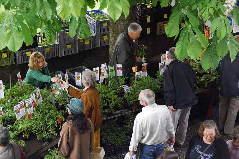Marktstand mit Setzlingen am Setzlingsmarkt von ProSpecieRara auf Schloss Wildegg