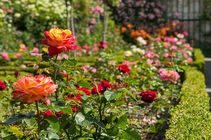 Rosen im Rosengarten von Schloss Wildegg