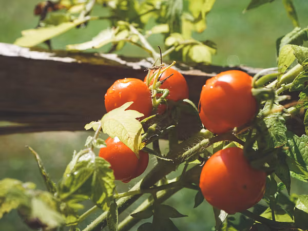 Mehrere Tomaten an einem Strauch