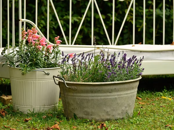 Lavendel und Löwenmäulchen als Kübelpflanzen in zwei separaten Kübeln.